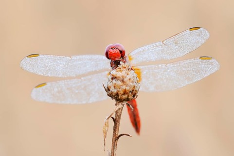 Scarlet Dragonfly (Crocothemis erythraea), male with dewdrops, North Rhine-Westphalia, Germany