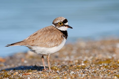 Little Ringed Plover (Charadrius dubius), North Rhine-Westphalia, Germany
