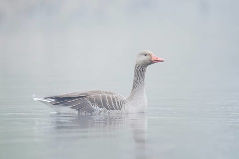 Greylag goose (Anser anser), swimming in the morning mist on a pond, North Rhine-Westphalia,