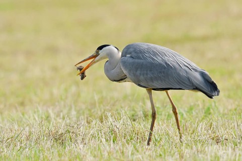 Grey heron (Ardea cinerea) standing in a meadow with a preyed mouse, North Rhine-Westphalia,