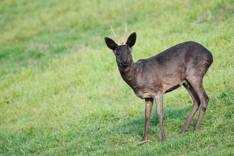 European roe deer (Capreolus capreolus), black roebuck, Lower Saxony, Germany