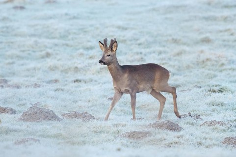 European roe deer (Capreolus capreolus), roebuck in a meadow with hoarfrost, North