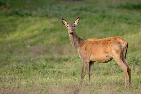 Red deer (Cervus elaphus), doe standing in a meadow, North Rhine-Westphalia, Germany