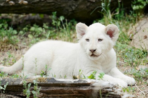 White lion (Panthera leo), young, captive, occurrence in Africa