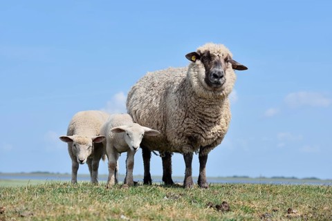 Domestic sheep (Ovis orientalis aries), female with lambs, Schleswig-Holstein, Germany