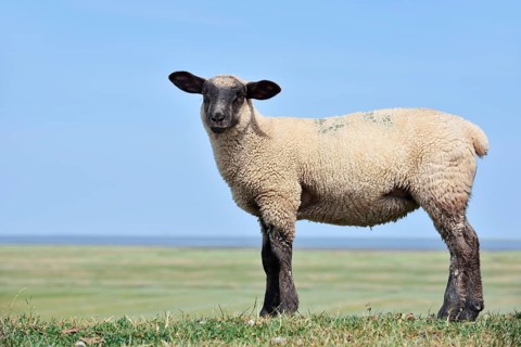German black-headed meat sheep or black-headed sheep (Ovis orientalis aries), lamb,
