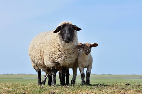 German black-headed meat sheep or black-headed sheep (Ovis orientalis aries) with lamb,