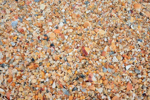 Different mussel shells on the beach, Algarve, Portugal