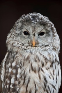Ural owl (Strix uralensis), portrait, Bavarian Forest, Germany