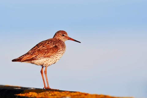 Redshank (Tringa totanus), Schleswig-Holstein, Germany