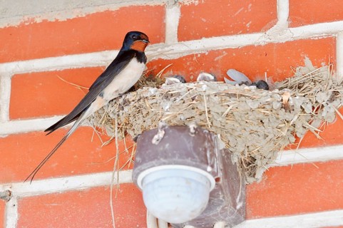Barn Swallow (Hirundo rustica) with chicks in the nest, Schleswig-Holstein, Germany