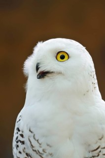 Snowy owl (Bubo scandiacus, Nyctea scandiaca), female, portrait, captive, North Rhine-Westphalia,