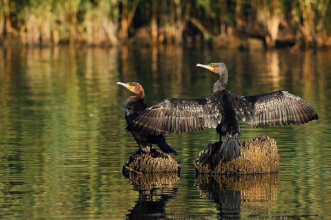 Cormorants (Phalacrocorax carbo) sitting on tree stumps in the water and drying their feathers,