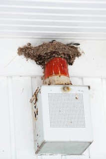 Barn Swallow (Hirundo rustica), chicks in the nest above an alarm system, Schleswig-Holstein,