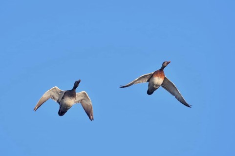 Gadwall (Mareca strepera, Anas strepera), drake and female flying, North Rhine-Westphalia, Germany