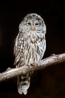 Ural owl (Strix uralensis), Bavarian Forest, Germany