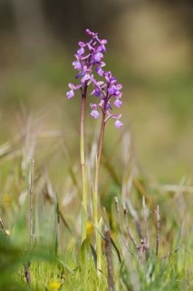 Green-winged orchid or Salep's orchid (Anacamptis morio, Orchis morio), flowering, Algarve,