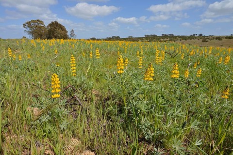 Flowering Yellow lupins (Lupinus luteus) in a meadow, Alentejo, Portugal
