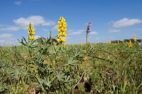Yellow lupin (Lupinus luteus) and Green-winged orchid (Anacamptis morio, Orchis morio), flowering,