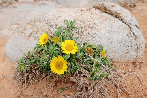 Coastal beach star or ducat flower (Pallenis maritima, Asteriscus maritimus), flowering, Algarve,