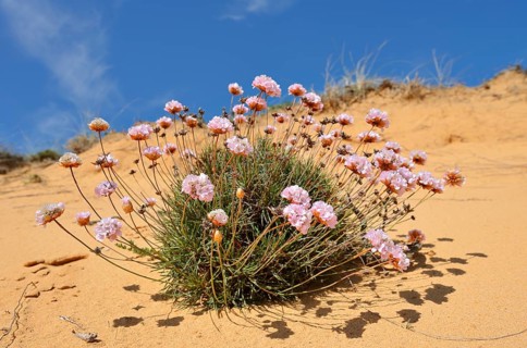 Sea carnation or common sea carnation (Armeria maritima), flowering, Alentejo, Portugal