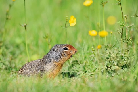 Columbia ground squirrel (Urocitellus columbianus, Spermophilus columbianus) in a flower meadow,