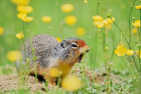 Columbia ground squirrel (Urocitellus columbianus, Spermophilus columbianus) sits calling at a