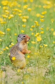 Columbia ground squirrel (Urocitellus columbianus, Spermophilus columbianus) in a flower meadow,