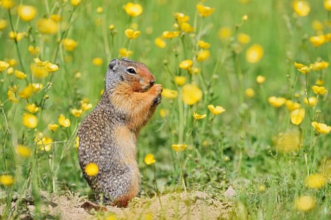 Columbia ground squirrel (Urocitellus columbianus, Spermophilus columbianus) sits feeding in a