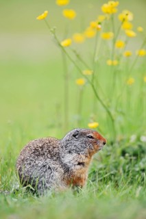 Columbia ground squirrel (Urocitellus columbianus, Spermophilus columbianus), Yoho National Park,