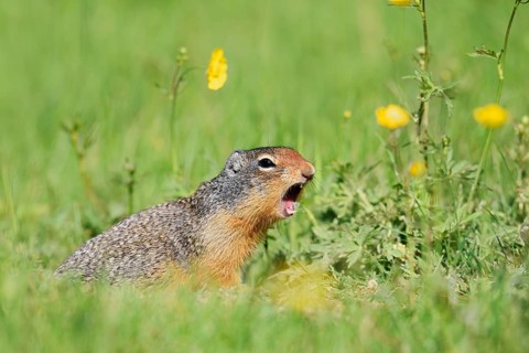 Columbia ground squirrel (Urocitellus columbianus, Spermophilus columbianus) sits calling in a