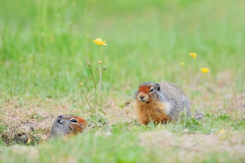 Columbia ground squirrel (Urocitellus columbianus, Spermophilus columbianus), two adults at the