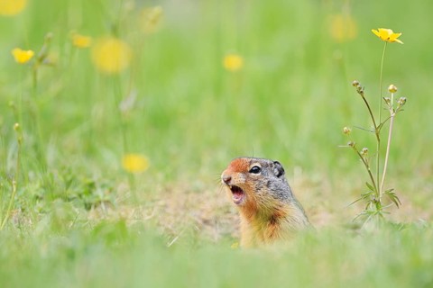 Columbia ground squirrel (Urocitellus columbianus, Spermophilus columbianus) looking out of its