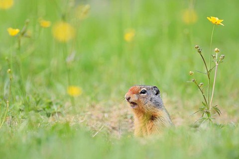 Columbia ground squirrel (Urocitellus columbianus, Spermophilus columbianus) at the burrow, Yoho