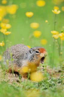 Columbia ground squirrel (Urocitellus columbianus, Spermophilus columbianus) sits calling at a