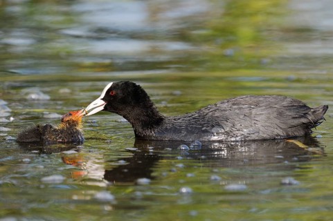 Eurasian Coot (Fulica atra) feeding chicks, North Rhine-Westphalia, Germany
