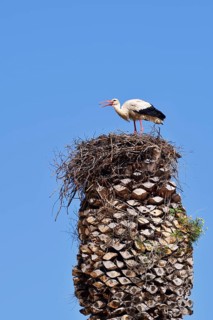 White stork (Ciconia ciconia) standing in a nest on a palm tree, Algarve, Portugal