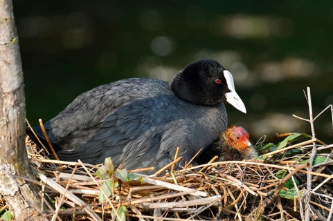 Eurasian Coot (Fulica atra) with chicks on the nest, North Rhine-Westphalia, Germany
