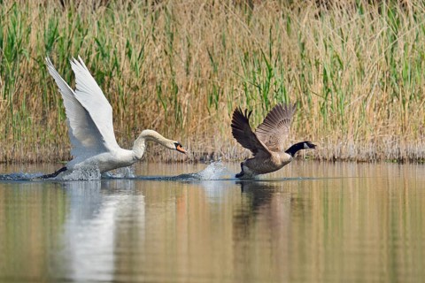 Mute swan (Cygnus olor) chasing away a Canada goose (Branta canadensis), North Rhine-Westphalia,