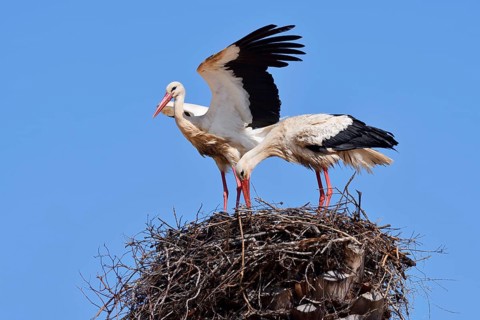 White stork (Ciconia ciconia), pair on the nest, Algarve, Portugal