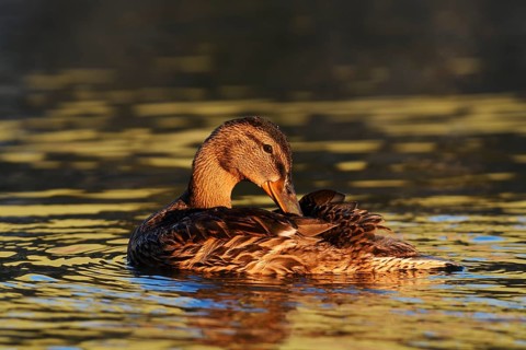 Mallard (Anas platyrhynchos), female during plumage care, North Rhine-Westphalia, Germany