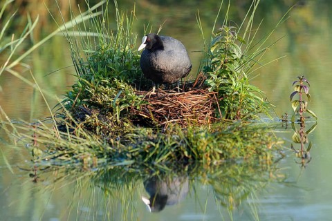 Eurasian Coot (Fulica atra) on the nest, North Rhine-Westphalia, Germany