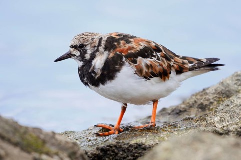 Ruddy turnstone (Arenaria interpres), Algarve, Portugal