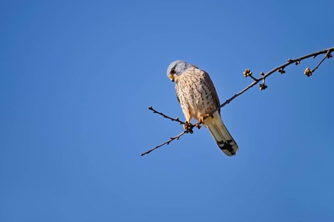 Kestrel (Falco tinnunculus), male, North Rhine-Westphalia, Germany