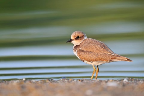 Little Ringed Plover (Charadrius dubius), young bird, North Rhine-Westphalia, Germany