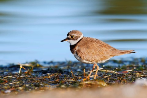 Little Ringed Plover (Charadrius dubius), North Rhine-Westphalia, Germany