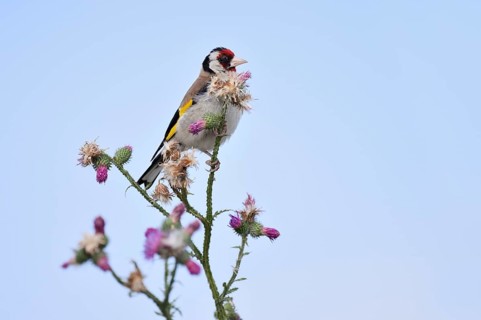Goldfinch (Carduelis carduelis) sitting on thistle (Carduus acanthoides) in summer, North
