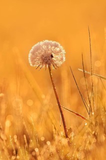 Common dandelion (Taraxacum officinale), fruit stand backlit at sunrise, North Rhine-Westphalia,