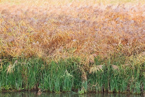 Reed (Phragmites australis, Phragmites communis) in autumn, North Rhine-Westphalia, Germany
