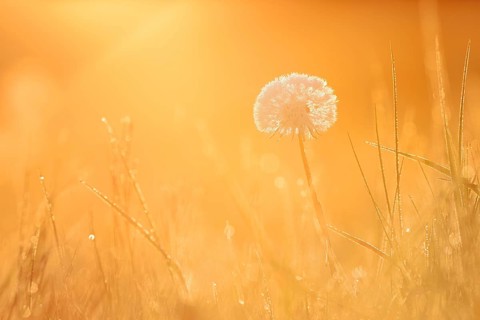 Common dandelion (Taraxacum officinale), fruit stand backlit at sunrise, North Rhine-Westphalia,